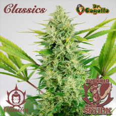 Semillas AUTO SKUNK Buddha Classics.