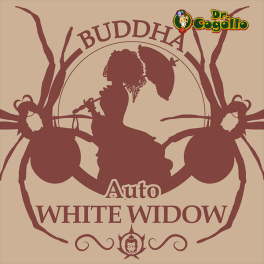 Semillas AUTO WHITE WIDOW Buddha Classics.