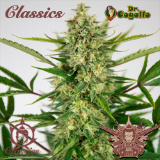 Semillas AK Buddha Classics.