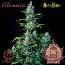 Semillas CRITICAL Buddha Classics.