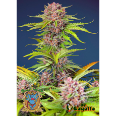 Semillas AUTO MIMOSA BRUCE BANNER XL Sweet Seeds.