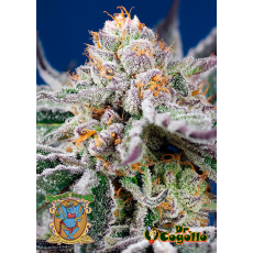 Semillas AUTO ORANGE APRICOT GLUE XL Sweet Seeds.