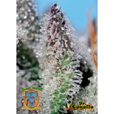 Semillas AUTO ORANGE APRICOT GLUE XL Sweet Seeds. 2