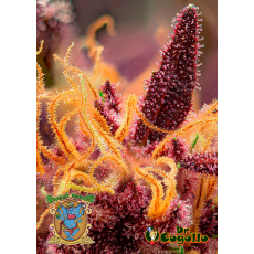 Semillas AUTO RED MIMOSA XL Sweet Seeds.