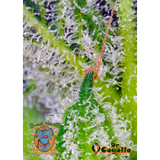 Semillas AUTO SWEET MANDARINE ZKITTLEZ XL Sweet Seeds. 2