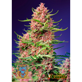 Semillas STRAWBERRY COLA SHERBET F1 FAST VERSION Sweet Seeds.