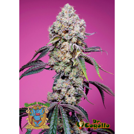 Semillas SWEET MANDARINE ZKITTLEZ F1 FAST VERSION Sweet Seeds.