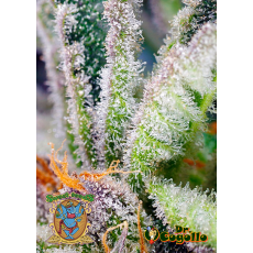 Semillas SWEET MANDARINE ZKITTLEZ F1 FAST VERSION Sweet Seeds. 2