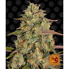 Semillas AMNESIA LEMON Barney's Farm