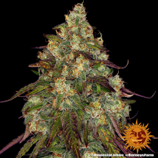 Semillas AMNESIA LEMON Barney's Farm