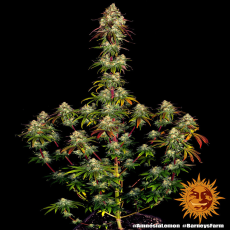 Semillas AMNESIA LEMON Barney's Farm