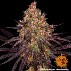 Semillas AYAHUASCA PURPLE Barney's Farm
