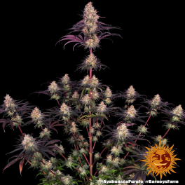 Semillas AYAHUASCA PURPLE Barney's Farm