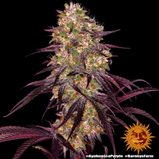 Semillas AYAHUASCA PURPLE Barney's Farm