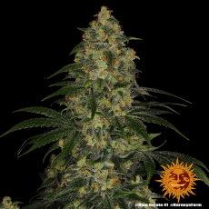 Semillas BLUE GELATO 41 Barney's Farm