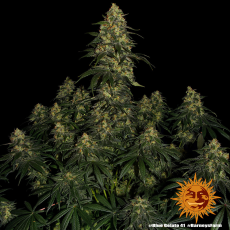 Semillas BLUE GELATO 41 Barney's Farm