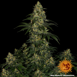 Semillas BLUE GELATO 41 Barney's Farm