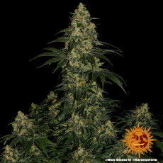 Semillas BLUE GELATO 41 Barney's Farm