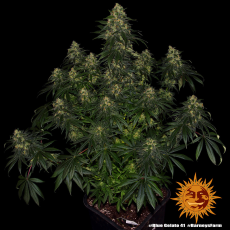 Semillas BLUE GELATO 41 Barney's Farm 2