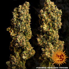 Semillas CRITICAL KUSH Barney's Farm