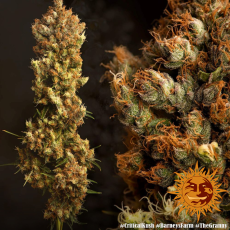 Semillas CRITICAL KUSH Barney's Farm