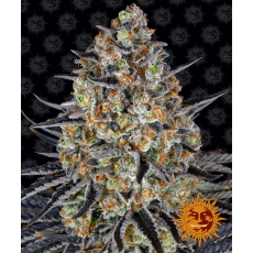 Semillas LSD Barney's Farm