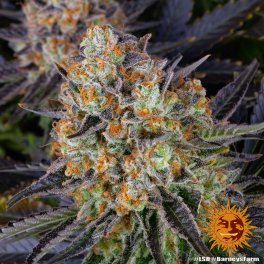 Semillas LSD Barney's Farm