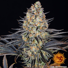 Semillas LSD Barney's Farm 2