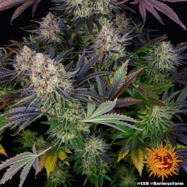 Semillas LSD Barney's Farm
