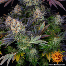 Semillas LSD Barney's Farm
