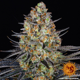 Semillas LSD Barney's Farm