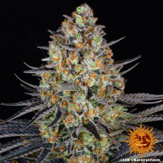 Semillas LSD Barney's Farm