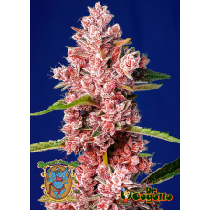 Semillas TROPICANNA POISON F1 FAST VERSION Sweet Seeds.