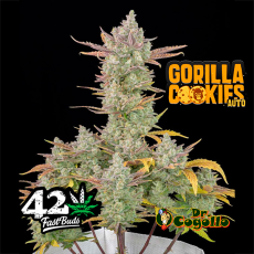 Semillas GORILLA COOKIES (Auto) Fastbuds.