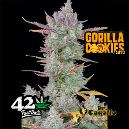 Semillas GORILLA COOKIES (Auto) Fastbuds.