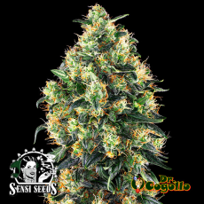Semillas AUTO SUPER SKUNK Sensi Seeds.