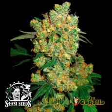 Semillas BIG BUD Sensi Seeds. 