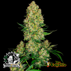 Semillas AUTO SKUNK 1 Sensi Seeds.
