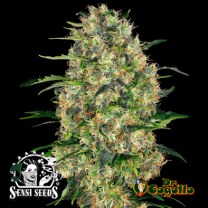 Semillas BLACK DOMINA Sensi Seeds.