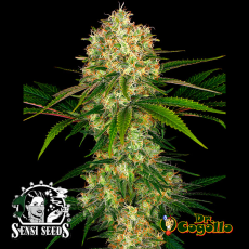 Semillas AFGHANI 1 Sensi Seeds.
