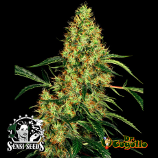 Semillas MEXICAN SATIVA Sensi Seeds.