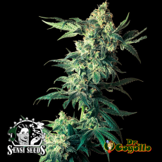 Semillas NORTHERN LIGHTS Sensi Seeds.