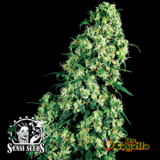 Semillas SKUNK 1 Sensi Seeds. 