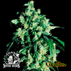 Semillas SUPER SKUNK Sensi Seeds. 
