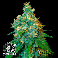 Semillas JACK HERER Sensi Seeds.
