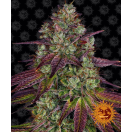 Semillas MIMOSA EVO Barney's Farm