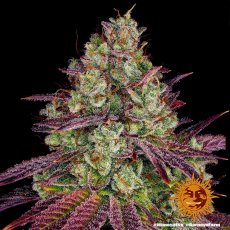 Semillas MIMOSA EVO Barney's Farm