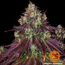 Semillas MIMOSA EVO Barney's Farm