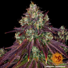 Semillas MIMOSA EVO Barney's Farm
