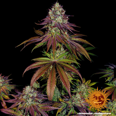Semillas MIMOSA EVO Barney's Farm